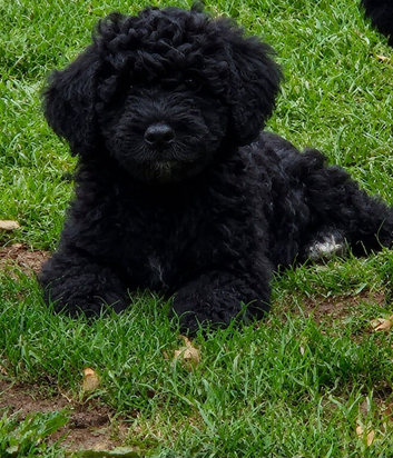 Hybrid sproodle pups