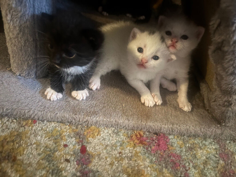 Part Turkish angora kittens