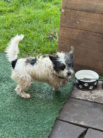 Jackrussell