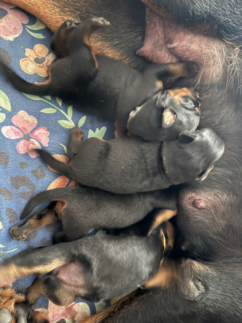 Stunning Rottweiler Pups *ALL RESERVED