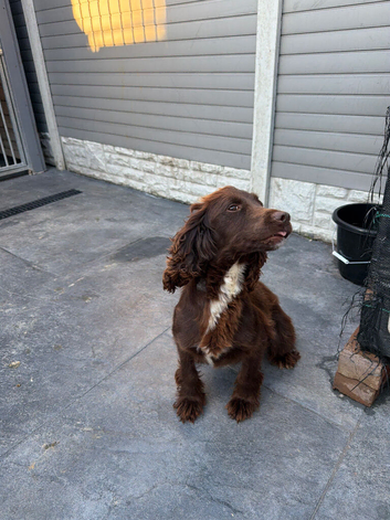 Cocker Spanial