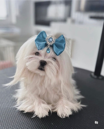 Korean Maltese Adult Boy