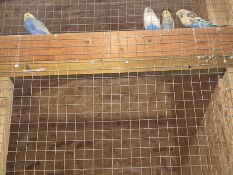 Budgies