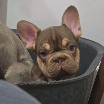 KC French Bulldog Puppy