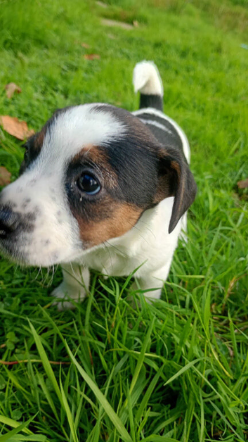 Jack Russell Puppies for Sale Swansea