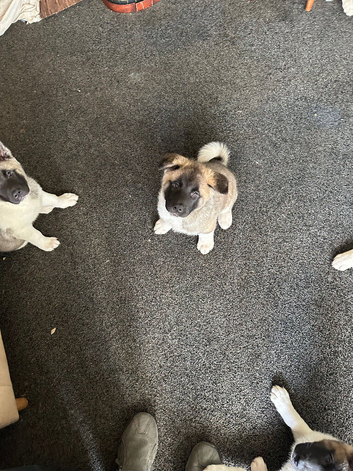 Strong big bone high standard puppies father registered mother is big high quality active Akita