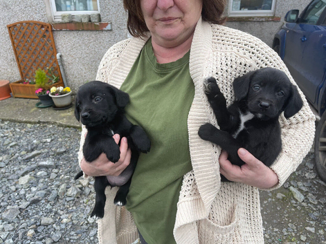 Litter of Sprollie pups