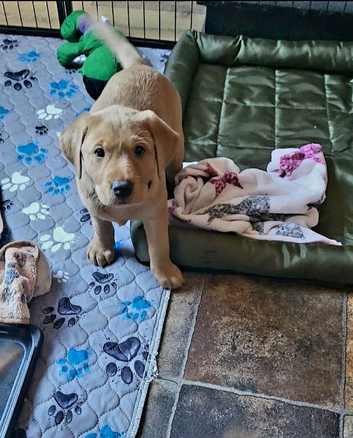 Kc registered Fox red labrador puppy