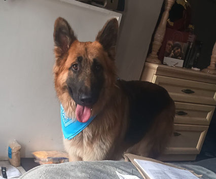 20 month old German shepherd
