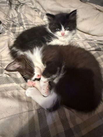 Kittens for sale