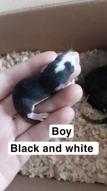 Baby dumbo rats