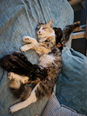 Norwegian Forest Cat X Kittens