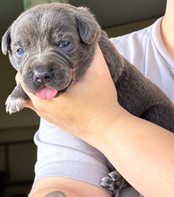 Gorgeous Blue & Brindle Mixed Breed Puppies