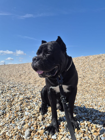 Cane corso