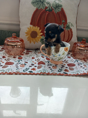 Tea cup toy yorki puppies