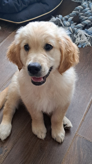 Golden retriever  boy