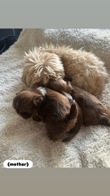 3 beautiful imperial karashishi shihtzu boys.