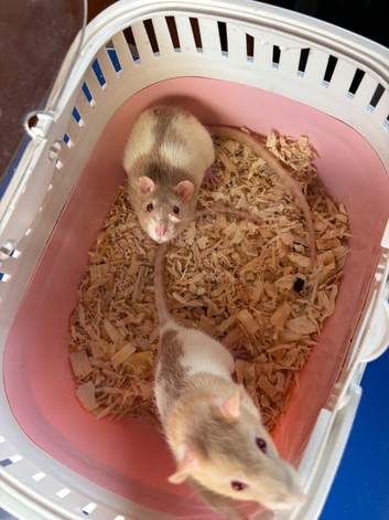 2 young female rats