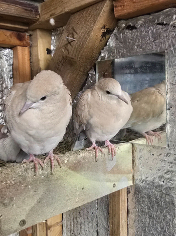 Doves for sale X2