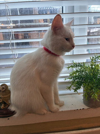 White cat