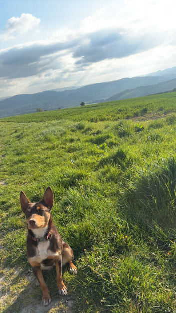 PIP