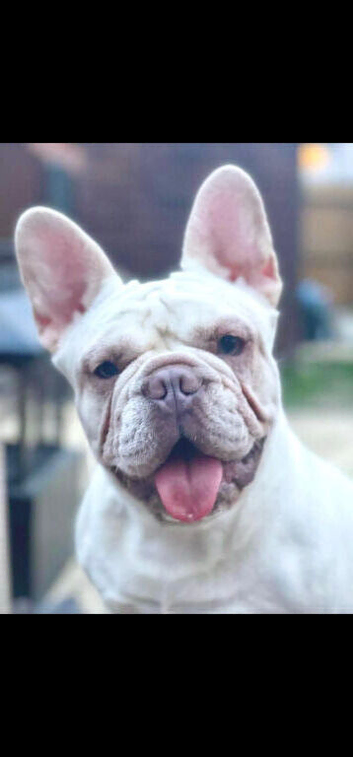 Female french bulldog