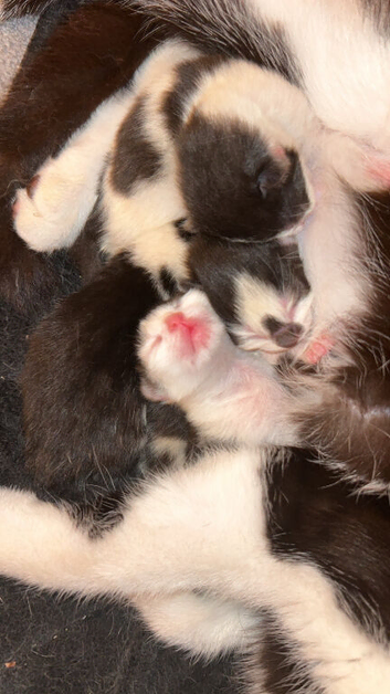 Kittens