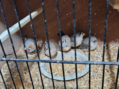 10 show zebs 2 breeding pair each pair as 3 young each