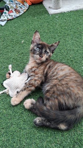 Maine coon cross