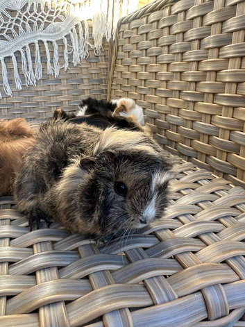 A. now reserved. Handsome long haired baby boy guinea pigs.