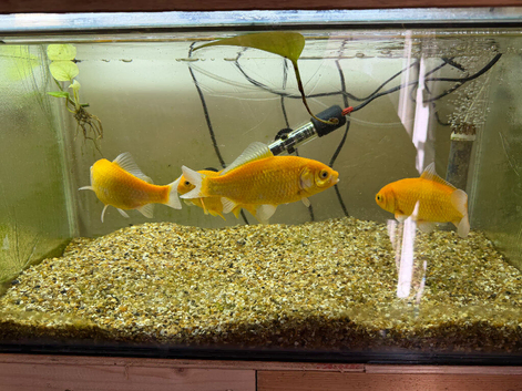 various pond fish