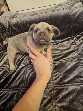 French bulldog puppies