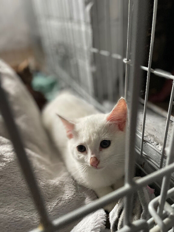 2 female kittens