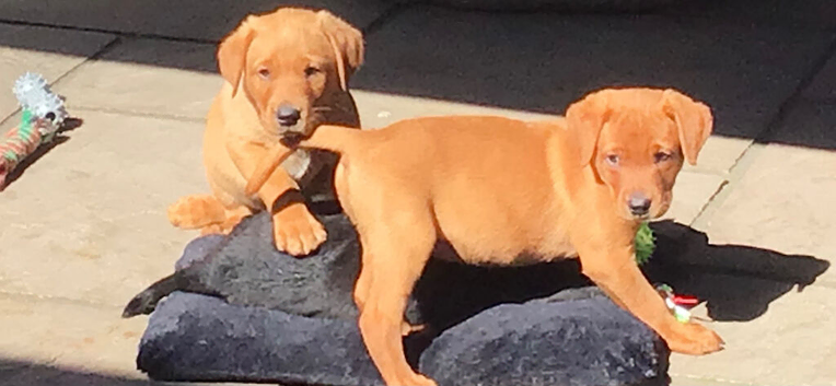 Working labador puppies