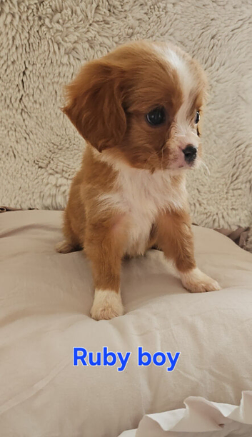 5 King charles cavalier puppies