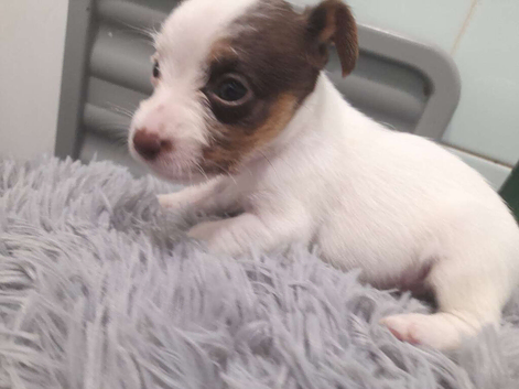 Jack russell pups