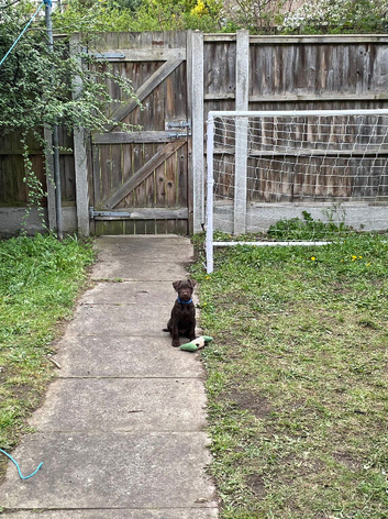 Brown Patterdale Terrier