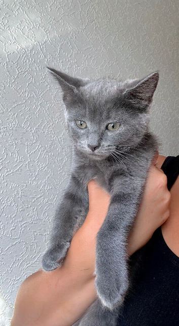 Mix breed kittens