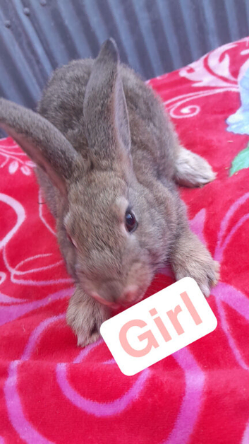 Female rabbit