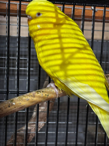 Budgies for sale