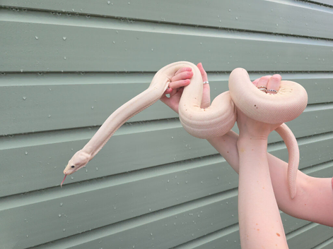 Future breeding pair super fire boas.