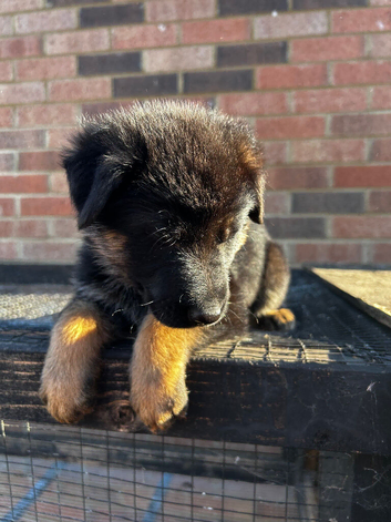 BLACK  & RED GERMAN SHEPHERD  puppy for sale