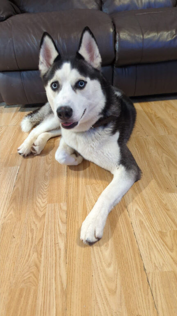 Siberian Husky 2 years old