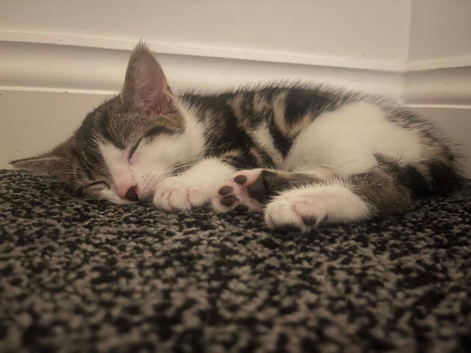 Girl kitten