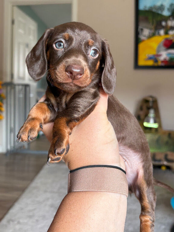 REDUCED! LAST BOY MINIATURE DACHSHUND PUPPY