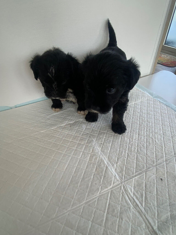 Adorable Jack tzu puppies