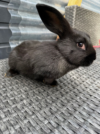 Baby bunny