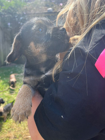 Boarder terrier