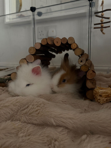 two friendly lionhead rabbits