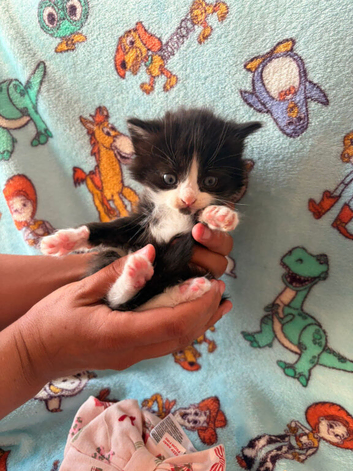 Kittens